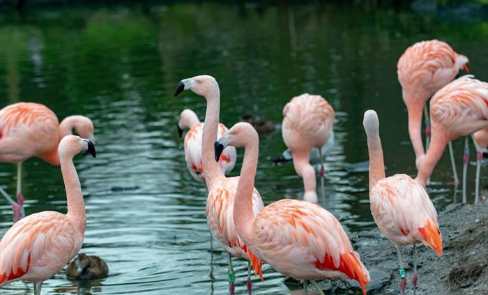 Chilean Flamingo